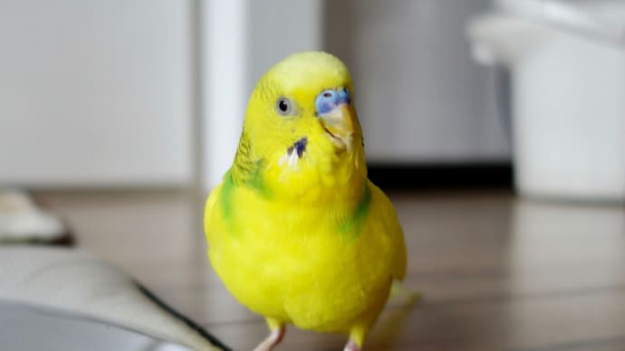 ハッシュタグ セキセイインコ Goo Blog Gooブログ ハッシュタグ セキセイインコ Goo Blog Gooブログ