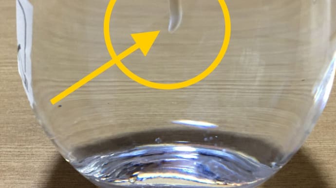 種からアボカド水耕栽培→追伸(根っこが・・・)(o^^o)