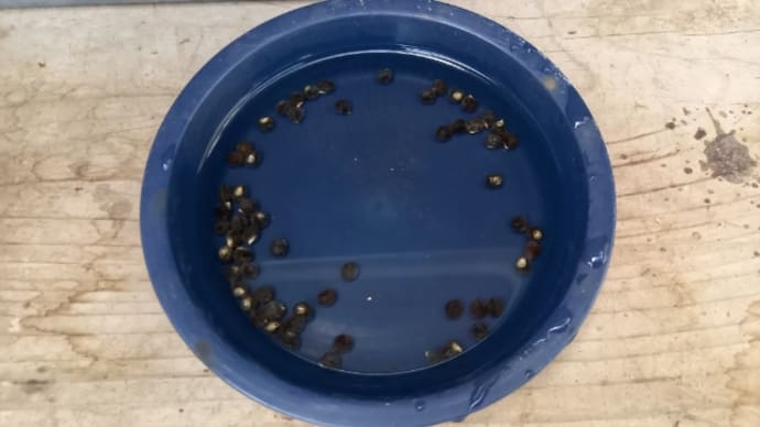 ダメ元で蒔き直ししてみる。