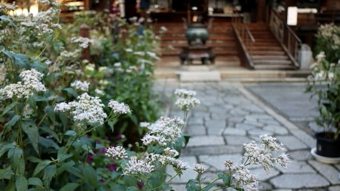 京都・藤袴咲く革堂行願寺