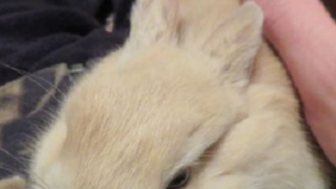 うさぎ学長!わちゃまる君!(その24)涼む、わちゃまる君