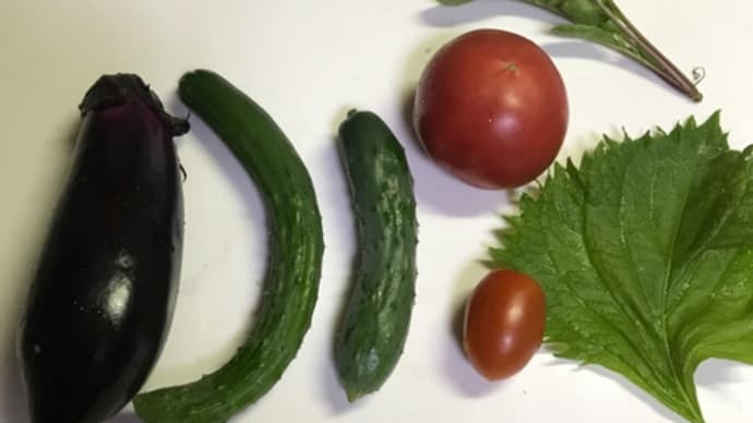 野菜が順調・・・トトさんの菜園と、ホームソーイング