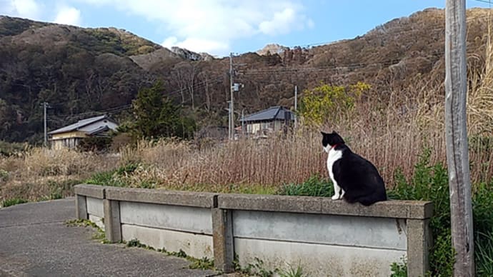 クロの日常。