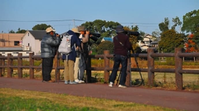加古川市 鶴池の野鳥