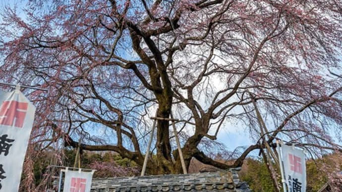 林陽寺のしだれ桜