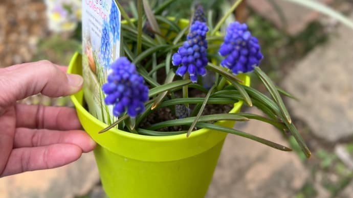 ムスカリとレースラベンダーとローダンセマムカップケーキでバスケット寄せ植え〜産まれたよ〜