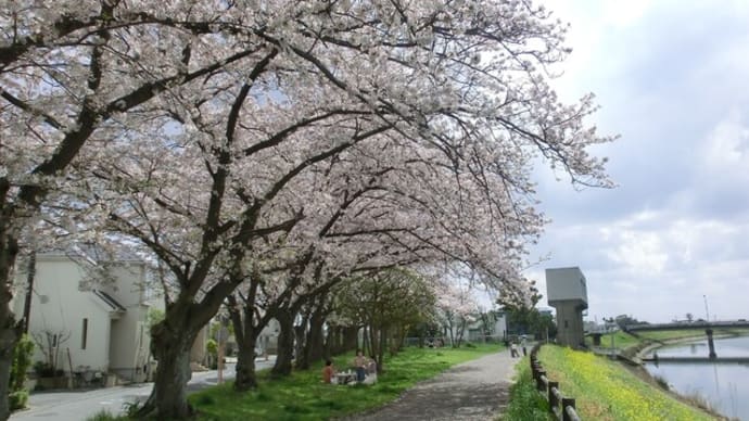 坂川の桜