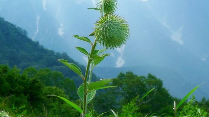 高山植物で・・・涼感をどうぞ・・・遠見尾根の花