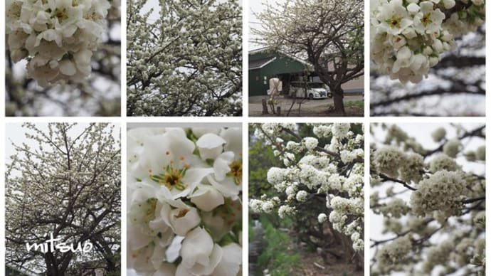 「酢桃の花が咲きました」　MY　GARDEN　2022.04.29日撮影