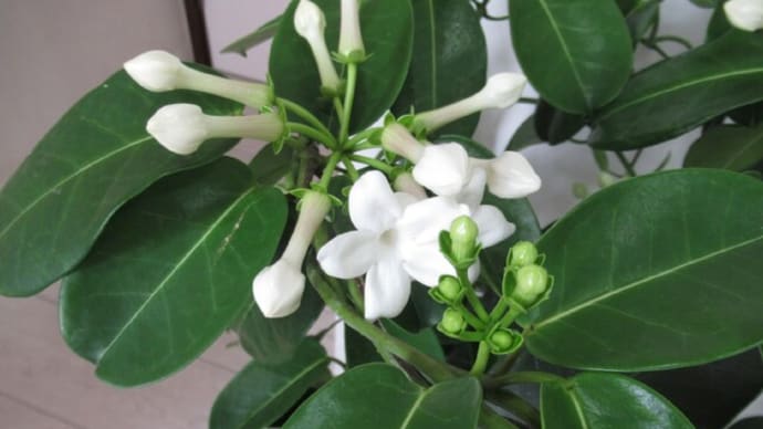 6月23日(木)晴れ