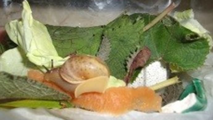 にんじんの皮と「にょりん」/小さいカタツムリは「にょん」