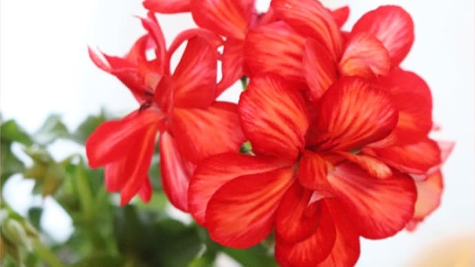 アイビーゼラと薔薇・シビュラ