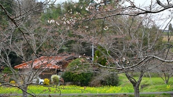 奈義町名義川の桜並木