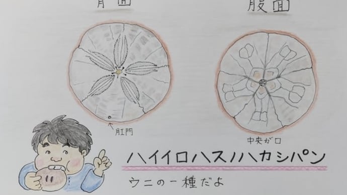海で見つけた謎の物体の正体判明