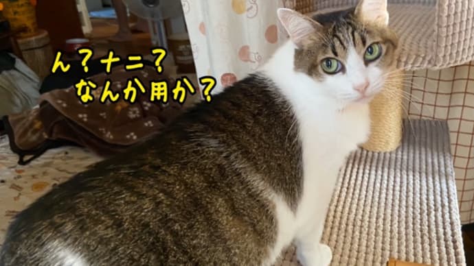 構って構って!