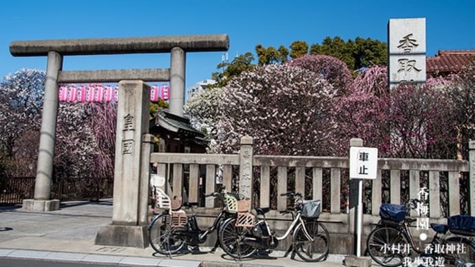 町中に梅香る。