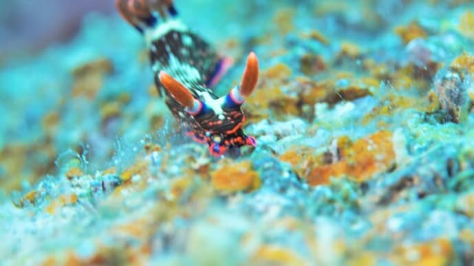 旬のものを楽しもう!!、5月21日の海。☆