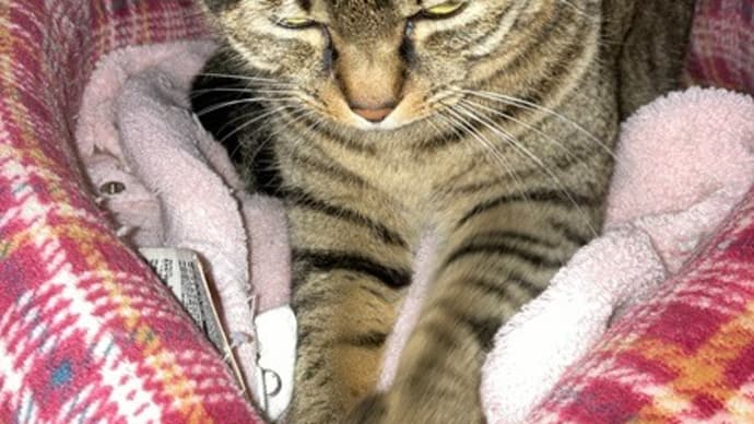 犬と猫の暮らしは三郷和裁1,3クラスは小人数日でした~