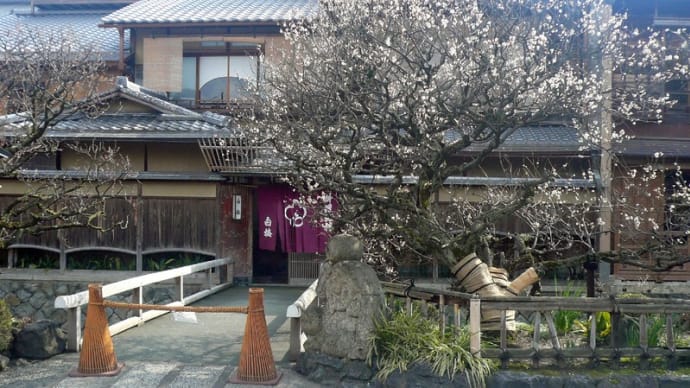 京都:祇園白川の白梅!