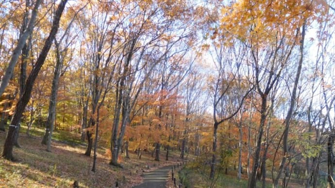 昭和記念公園✵初冬の紅葉