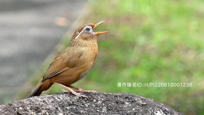 里山の生き物たち