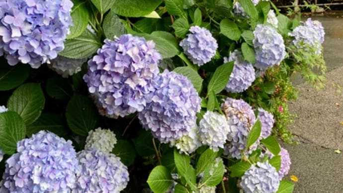 紫陽花を観に有馬温泉へ