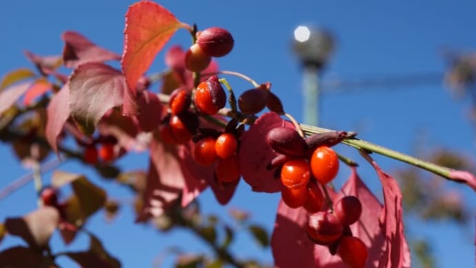 秋の紅葉と実:錦木