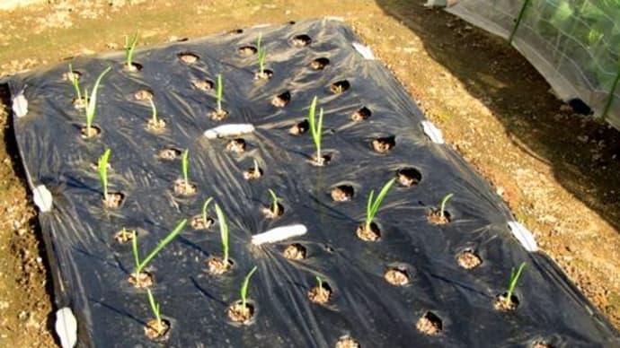 にんにく発芽