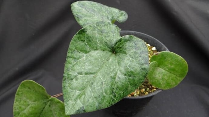ホシザキカンアオイ 斑入り 山野草 カンアオイ サイシン