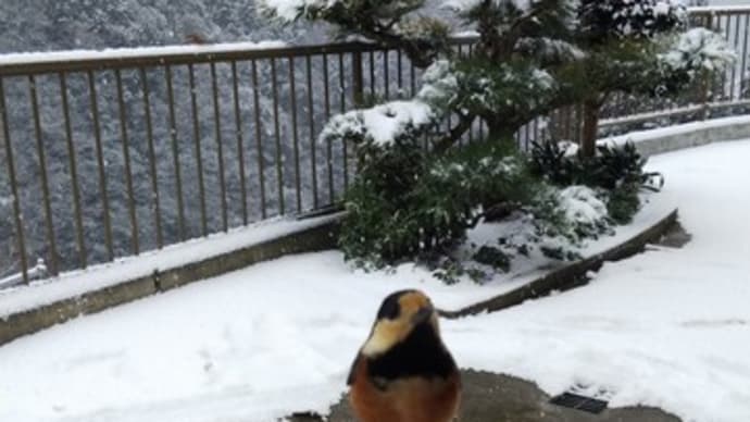 憧れるもの