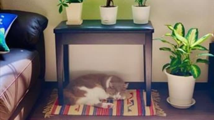 神に従うべき理由