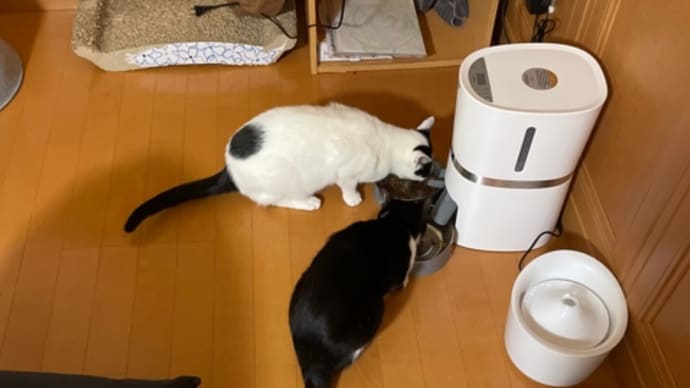 261.ノアちゃんのご飯横取りは…