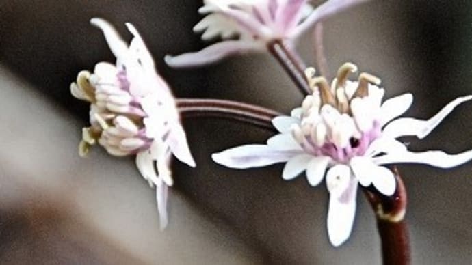 セリバオウレンを探して