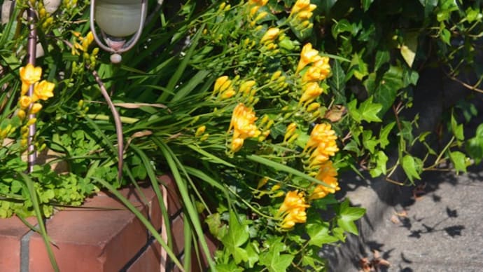 わが家の花日誌 フリージアの花