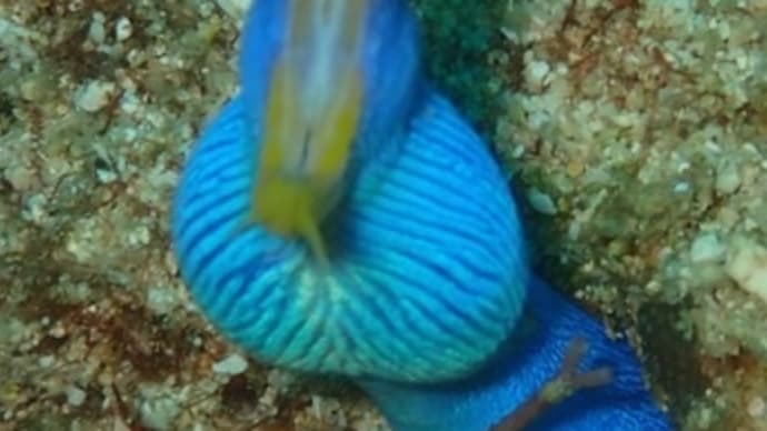 ふとっちょの