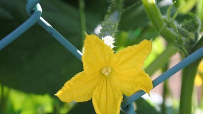 キュウリとミニトマトの花