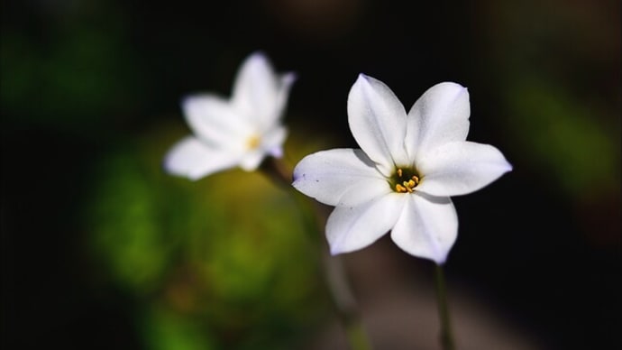 「自宅の庭に咲いた草花 」ハナニラ・他