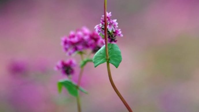 赤蕎麦の里 箕輪へ(Ⅰ)