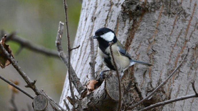 粟島の野鳥たち シジュウカラ