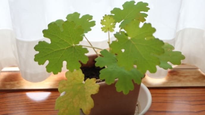 6 / 9 めぐり~タケニグサ & 庭の花