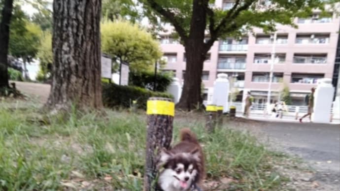 銀杏