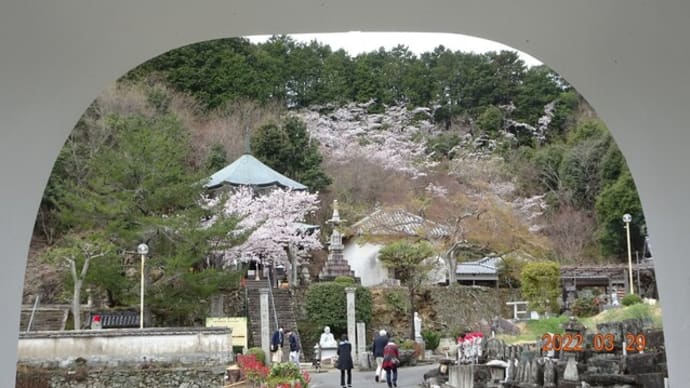 20220329 前山公園から西へ〔番外(花見)ｳｵｰｸ/別格二番札所 童学寺(石井町)〕春の札所