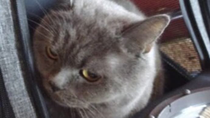 猫ドッグ。
