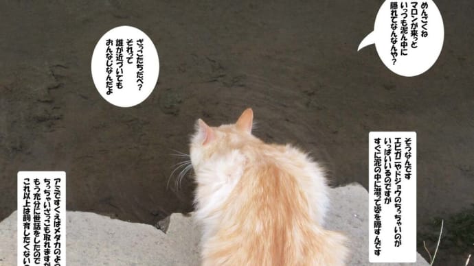 シッポでエビガニ釣りをするマロン