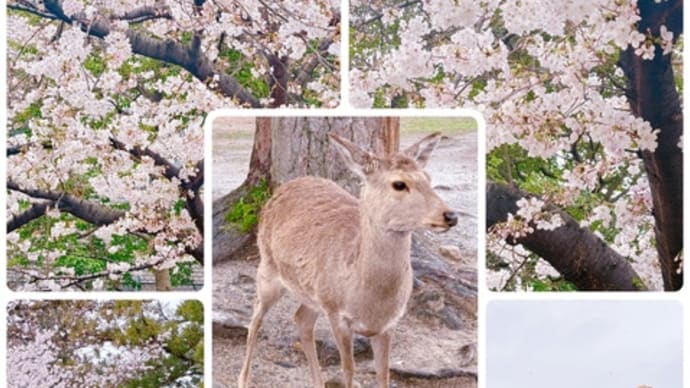桜で始まり桜で終わった今年の日本帰国２週間