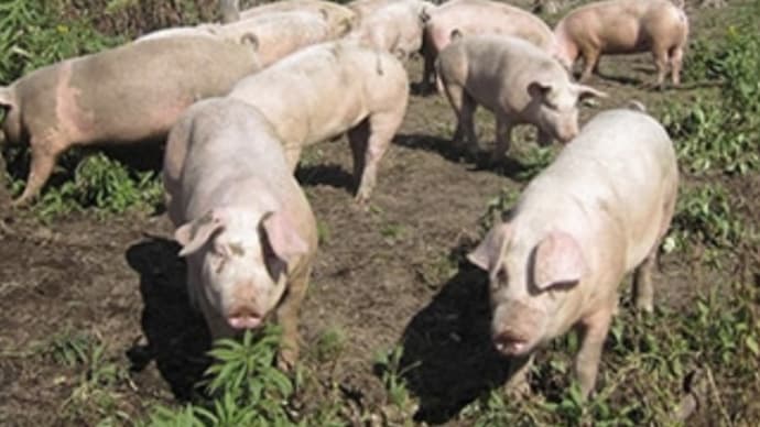 北海道 放牧豚のお肉、ウインナー、入荷しております。