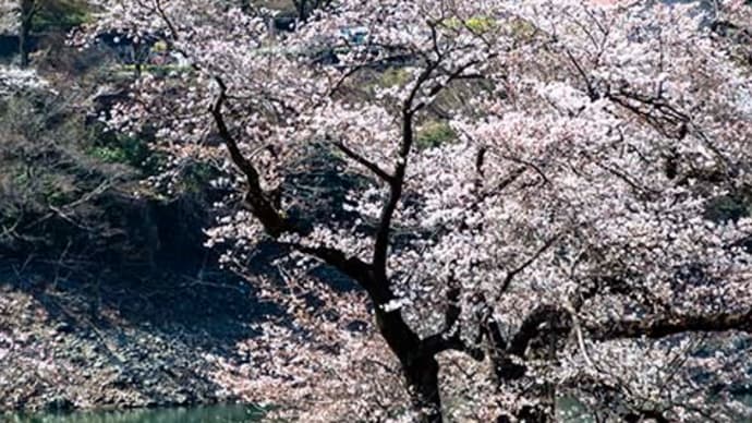 津久井湖城山公園へ行ってみました