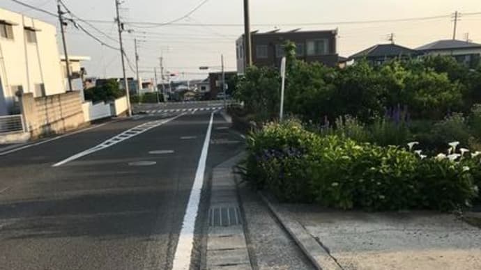ヤグルマギクとサルビア・ガラニチカ