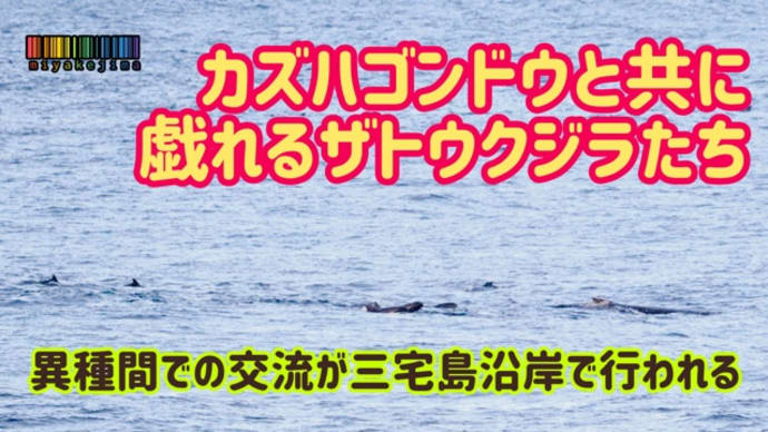 異種間同士の交流!!