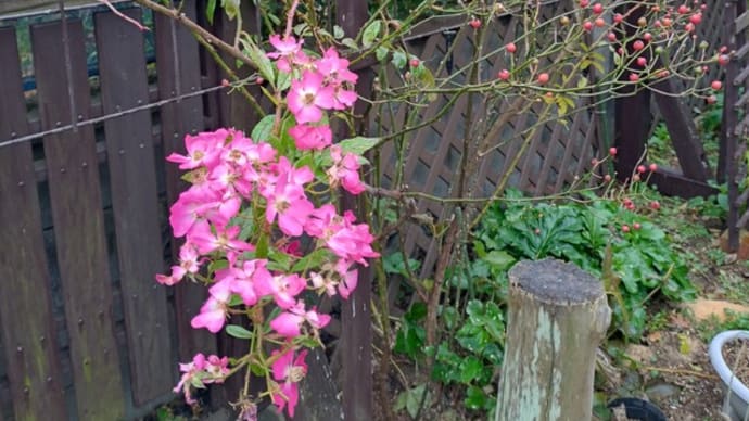 雪割草に花芽を見つけました